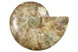 Cut & Polished Ammonite Fossil (Half) - Madagascar #267982-1